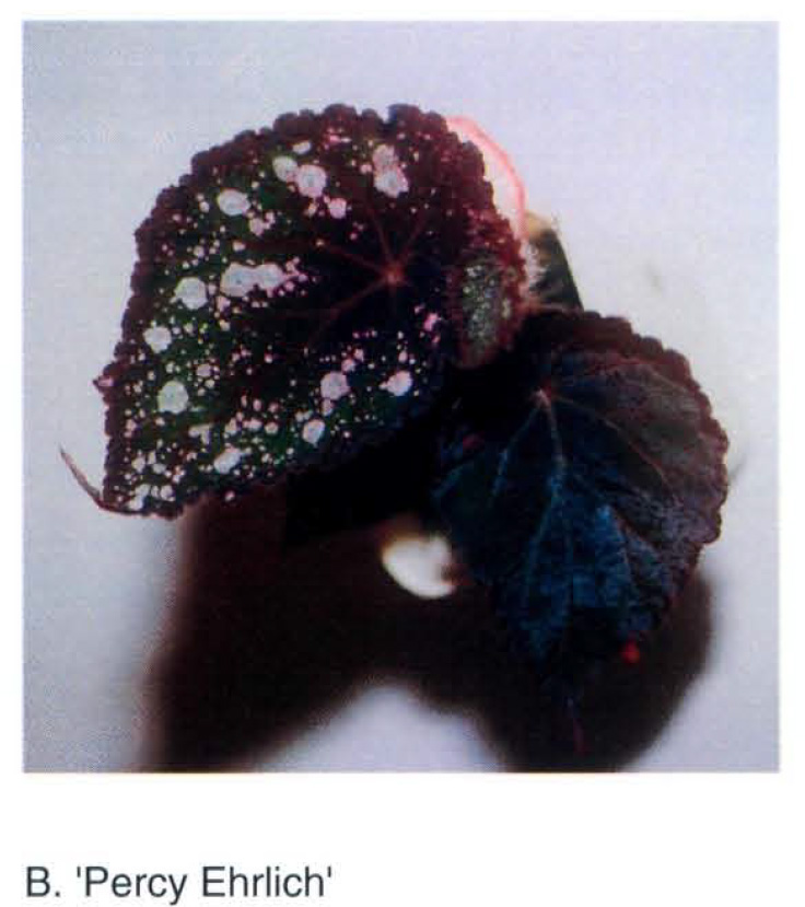 B. ‘Percy Ehrlich’